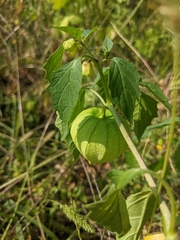 Physalis philadelphica