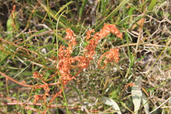 Tersonia cyathiflora