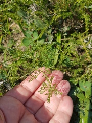 Monsonia speciosa