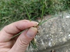 Zoysia