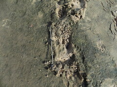 Crocodylia