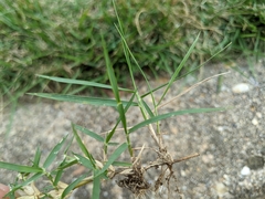 Zoysia