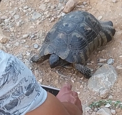 Testudo marginata