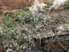 Symphyotrichinae