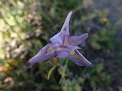 Moraea