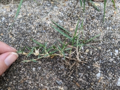 Zoysia