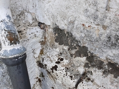 Grimmia crinita