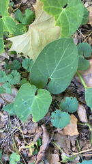 Asclepiadeae