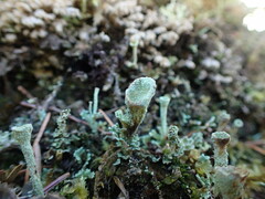 Cladonia chlorophaea