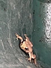 Lithobates sylvaticus