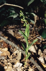 Epipactis bugacensis rhodanensis