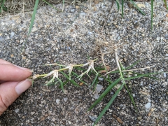 Zoysia