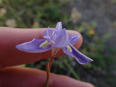 Moraea