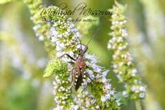 Rhynocoris erythropus