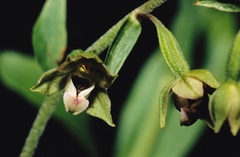 Epipactis bugacensis rhodanensis