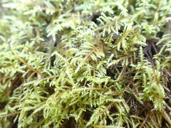 Kindbergia praelonga