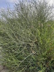 Leptadenia pyrotechnica