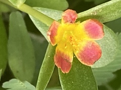 Portulaca umbraticola