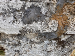 Grimmia crinita