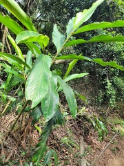 Alpinia uraiensis
