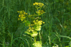 Smyrnium perfoliatum