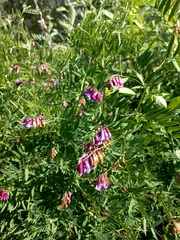 Vicia megalotropis