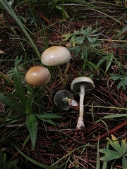 Protostropharia semiglobata
