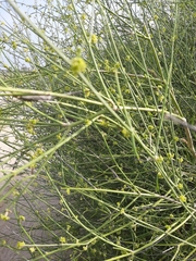 Leptadenia pyrotechnica