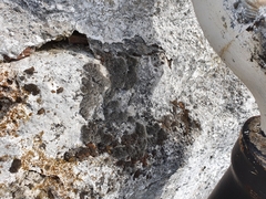Grimmia crinita