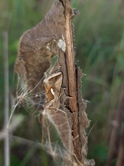 Macdunnoughia confusa