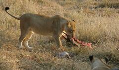 Panthera leo melanochaita
