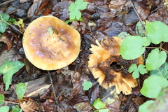 Russula foetens