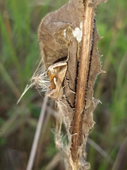 Macdunnoughia confusa