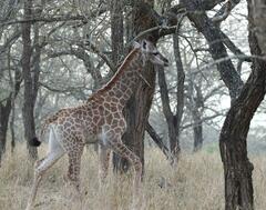 Giraffa camelopardalis giraffa