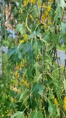 Betula pendula dalecarlica