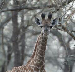 Giraffa camelopardalis giraffa