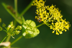 Smyrnium perfoliatum