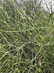 Leptadenia pyrotechnica