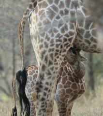 Giraffa camelopardalis giraffa