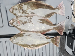 Paralichthys californicus