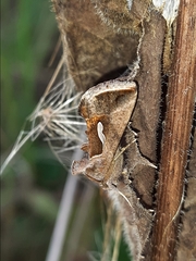 Macdunnoughia confusa