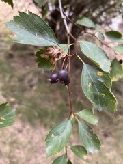 Crataegus douglasii