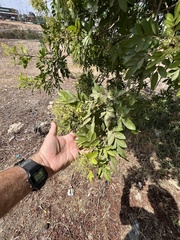 Schinus terebinthifolia