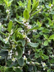 Polygonum arenastrum