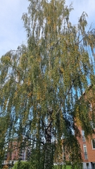 Betula pendula dalecarlica