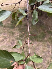 Crataegus douglasii
