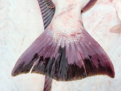 Paralichthys californicus