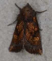 Papaipema impecuniosa