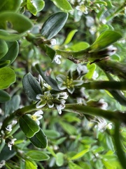 Polygonum arenastrum