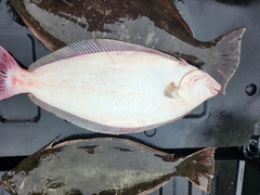 Paralichthys californicus